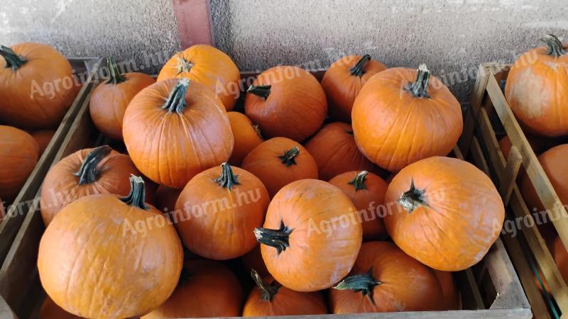 Halloween tök eladó