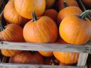 Halloween tök eladó