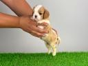 Törzskönyves Cavalier King Charles spániel szuka kiskutya