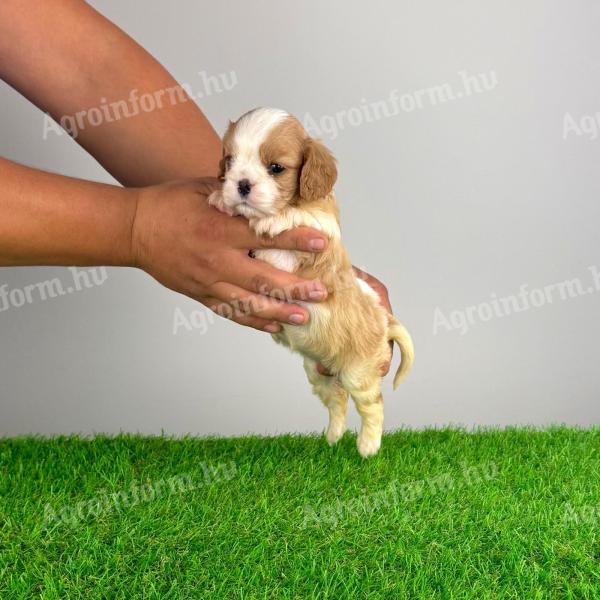 Törzskönyves Cavalier King Charles spániel szuka kiskutya