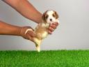 Törzskönyves Cavalier King Charles spániel szuka kiskutya