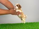 Törzskönyves Cavalier King Charles spániel szuka kiskutya