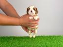 Törzskönyves Cavalier King Charles spániel szuka kiskutya