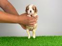 Törzskönyves Cavalier King Charles spániel szuka kiskutya