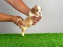 Törzskönyves Cavalier King Charles spániel szuka kiskutya