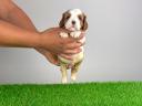 Törzskönyves Cavalier King Charles spániel szuka kiskutya