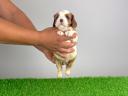 Törzskönyves Cavalier King Charles spániel szuka kiskutya