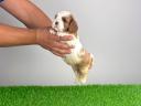Törzskönyves Cavalier King Charles spániel szuka kiskutya