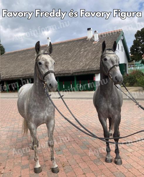 Eladó Lipicai herélt csikók