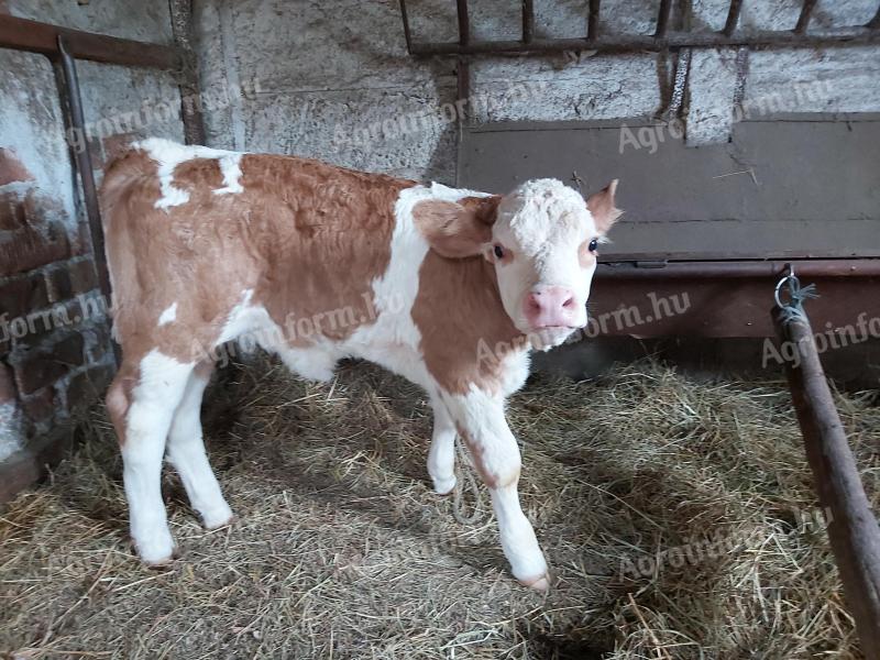 Magyar tarka, üsző borjú eladó