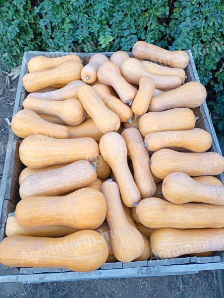 Orange sütőtök eladó Nagyhalászban