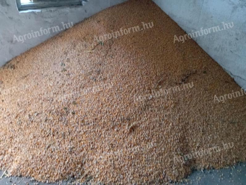 Eladó idei, tiszta, száraz kukorica