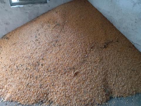 Eladó tiszta, száraz kukorica Eladó tiszta, száraz kukorica