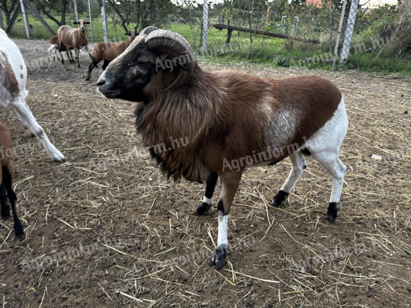 Kameruni kos eladó – 2 db, 3 éves, jó egészségi állapotú