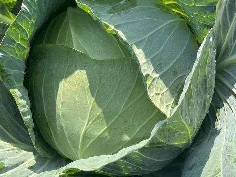 Fejes káposzta eladó