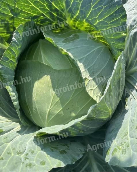 Fejes káposzta eladó