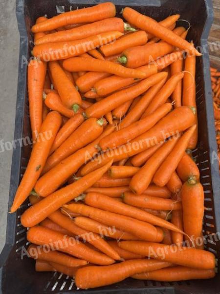 Sárgarépa eladó – friss, minőségi sárgarépa közvetlenül a termelőtől