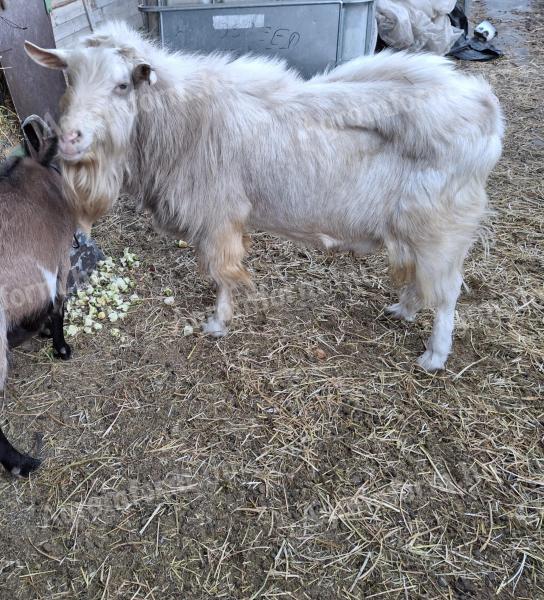 Aktív 6 éves bak eladó.