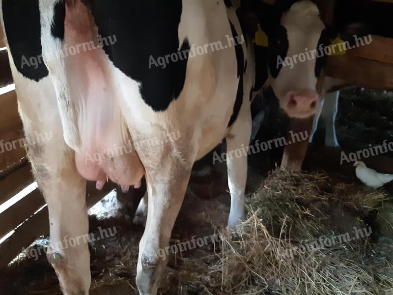 Pest megye, Maglód – vemhes üszők eladók