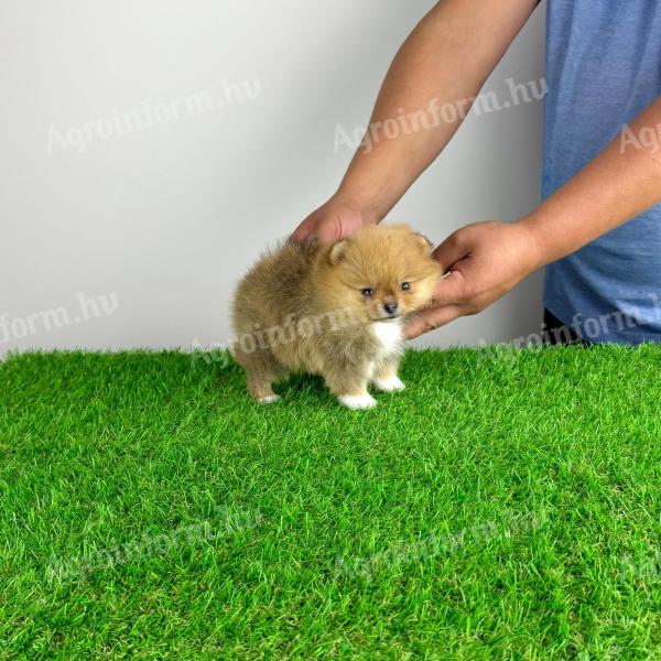 Törzskönyves Pomerániai törpespitz Pomi kiskutya