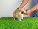 Törzskönyves Pomerániai törpespitz Pomi kiskutya