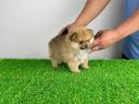 Törzskönyves Pomerániai törpespitz Pomi kiskutya