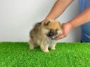 Törzskönyves Pomerániai törpespitz Pomi kiskutya