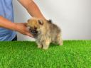 Törzskönyves Pomerániai törpespitz Pomi kiskutya