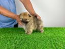 Törzskönyves Pomerániai törpespitz Pomi kiskutya