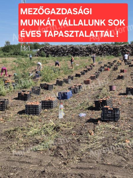Mezőgazdasági munkákat vállalunk fóliasátorban és üvegházban – palántálástól a szedésig, sokéves tapasztalattal