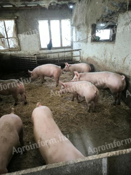 Eladó hìzó Kenderesen