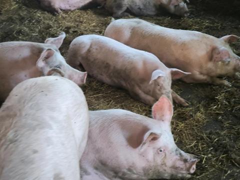 Eladó hízók Kenderesen Eladó hízók Kenderesen