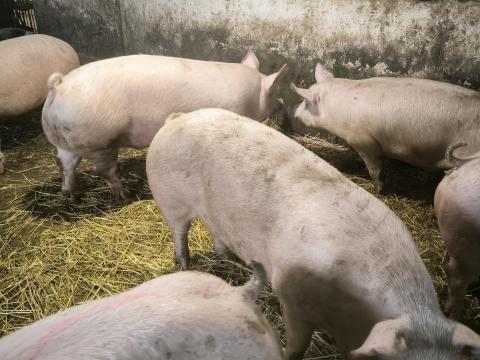 Eladó hízók Kenderesen – Sertés eladás Eladó hízók Kenderesen – Sertés eladás