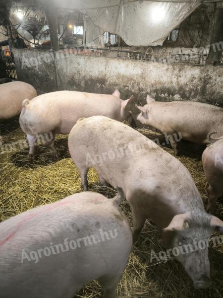 Eladó hízók Kenderesen – Sertés eladás