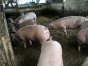 Eladó hízók Kenderesen – Sertés eladás