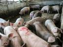 Eladó hízók Kenderesen – Sertés eladás