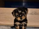 Yorkshire Terrier kisfiú kölyök gazdit keres