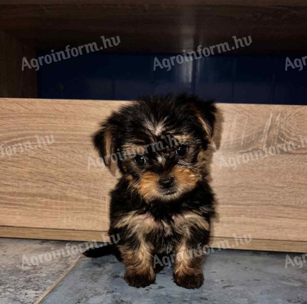 Yorkshire Terrier kisfiú kölyök gazdit keres