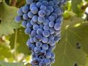 Eladó Cabernet sauvignon borszőlő a Szekszárdi Borvidéken