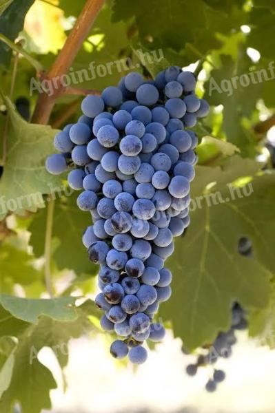 Eladó Cabernet sauvignon borszőlő a Szekszárdi Borvidéken