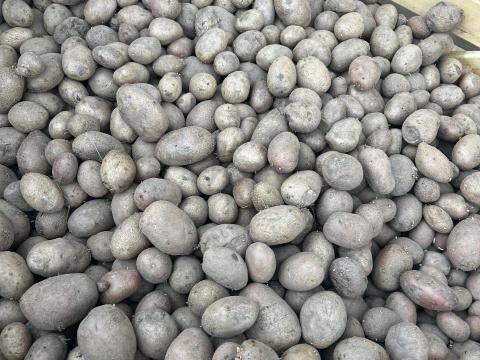 Takarmányburgonya ingyen elvihető