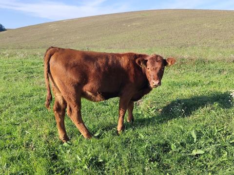 Törzskönyves Red Angus üszők eladók Törzskönyves Red Angus üszők eladók