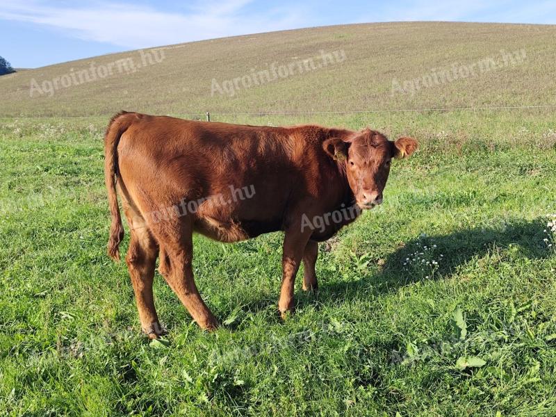 Törzskönyves Red Angus üszők eladók