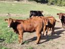 Törzskönyves Red Angus üszők eladók