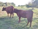 Törzskönyves Red Angus üszők eladók