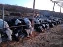 Holsteinfriz bikákat keresek exportra