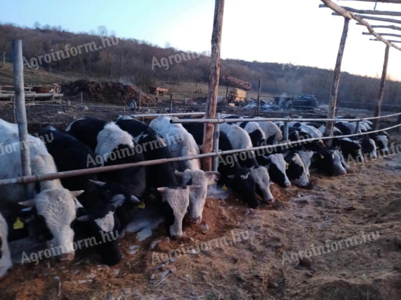 Holsteinfriz bikákat keresek exportra