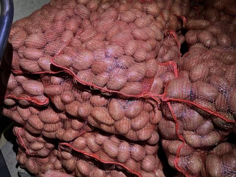 Red Scarlett burgonya eladó