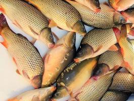 Piaci ponty,amur, busa eladó