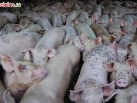 Zala megyei sertés hizlalda eladó Zala megyei sertés hizlalda eladó